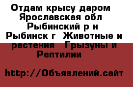 Отдам крысу даром - Ярославская обл., Рыбинский р-н, Рыбинск г. Животные и растения » Грызуны и Рептилии   